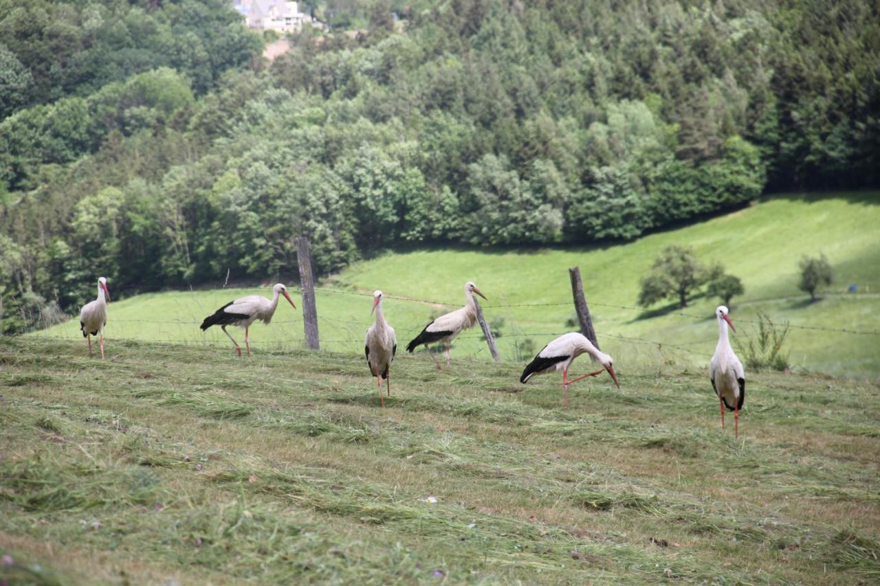 La Colline Du Baa - Maison D'Hotes D'Exception Lapoutroie Dış mekan fotoğraf